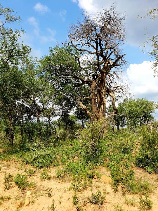 636 Itaga Safari Lodge, Mabalingwe Nature Reserve Mabula Game Reserve Екстериор снимка