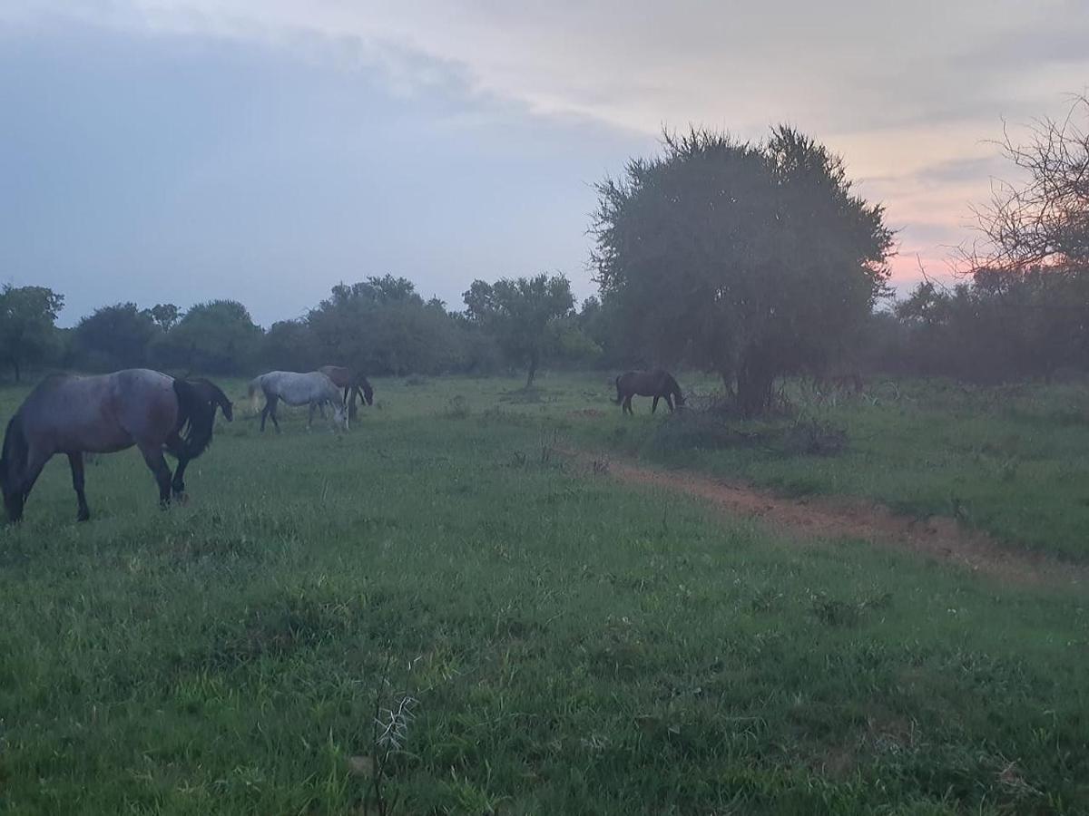 636 Itaga Safari Lodge, Mabalingwe Nature Reserve Mabula Game Reserve Екстериор снимка