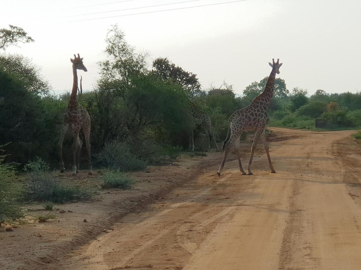 636 Itaga Safari Lodge, Mabalingwe Nature Reserve Mabula Game Reserve Екстериор снимка