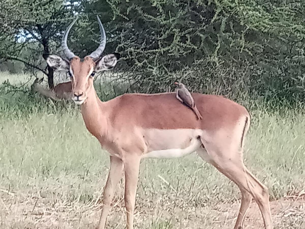 636 Itaga Safari Lodge, Mabalingwe Nature Reserve Mabula Game Reserve Екстериор снимка